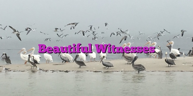 Beautiful Witnesses