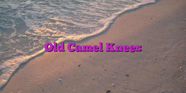 Old Camel Knees