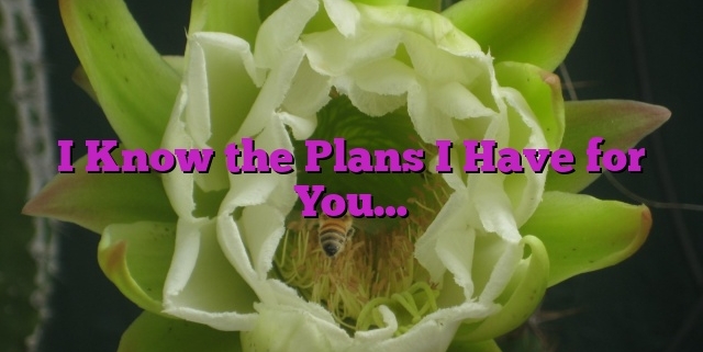 I Know the Plans I Have for You…