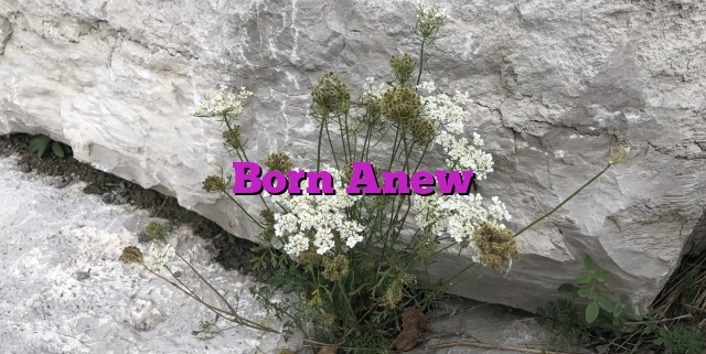 Born Anew