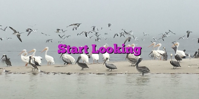 Start Looking