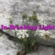 In-Breaking Light