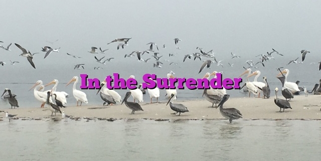 In the Surrender