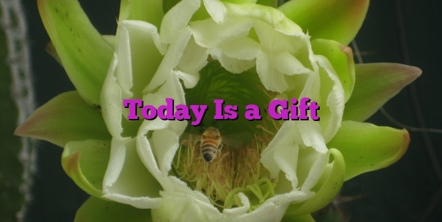 Today Is a Gift