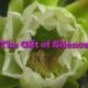 The Gift of Silence