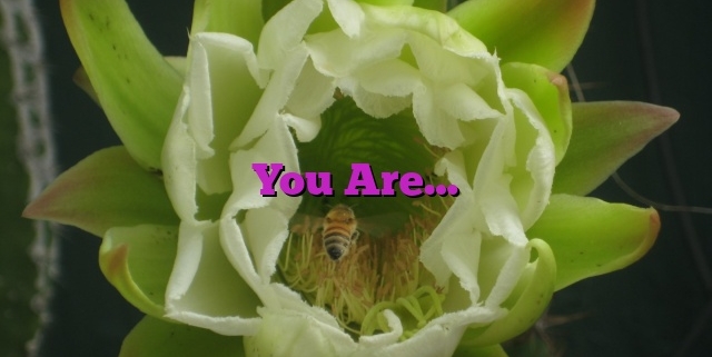 You Are…