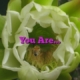 You Are…
